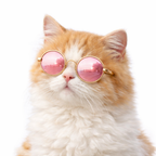 Cool Cat & Dog Sunglasses
