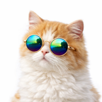 Cool Cat & Dog Sunglasses